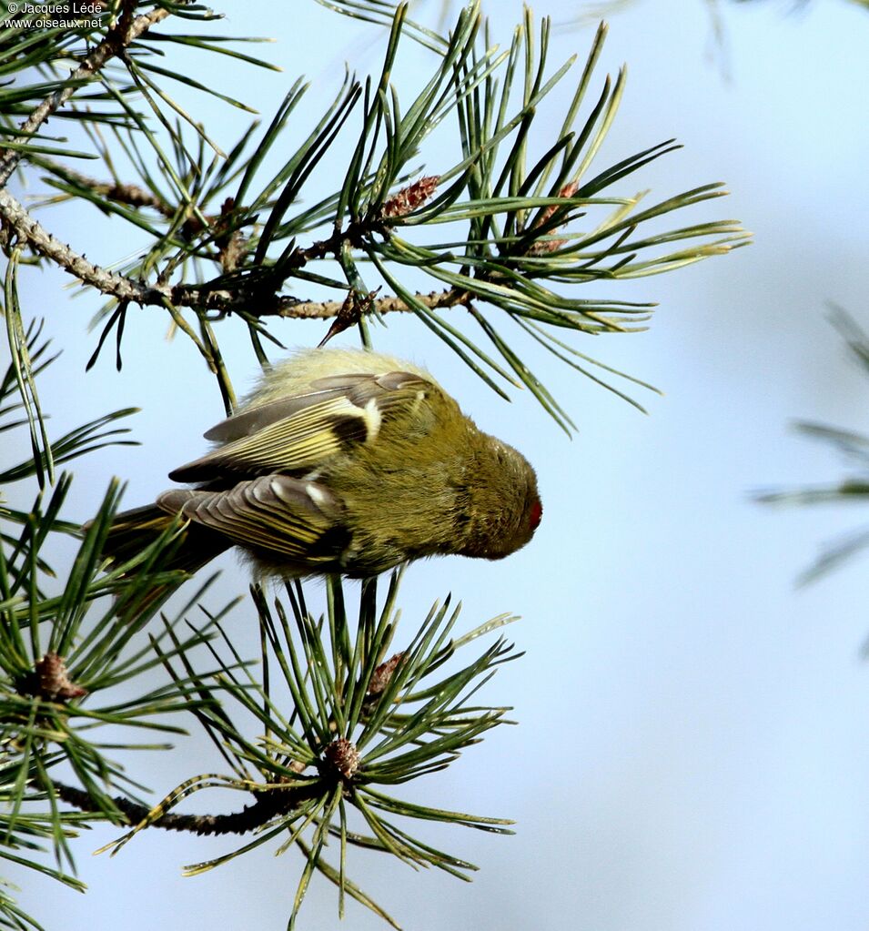 Common Firecrest