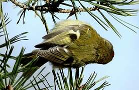 Common Firecrest