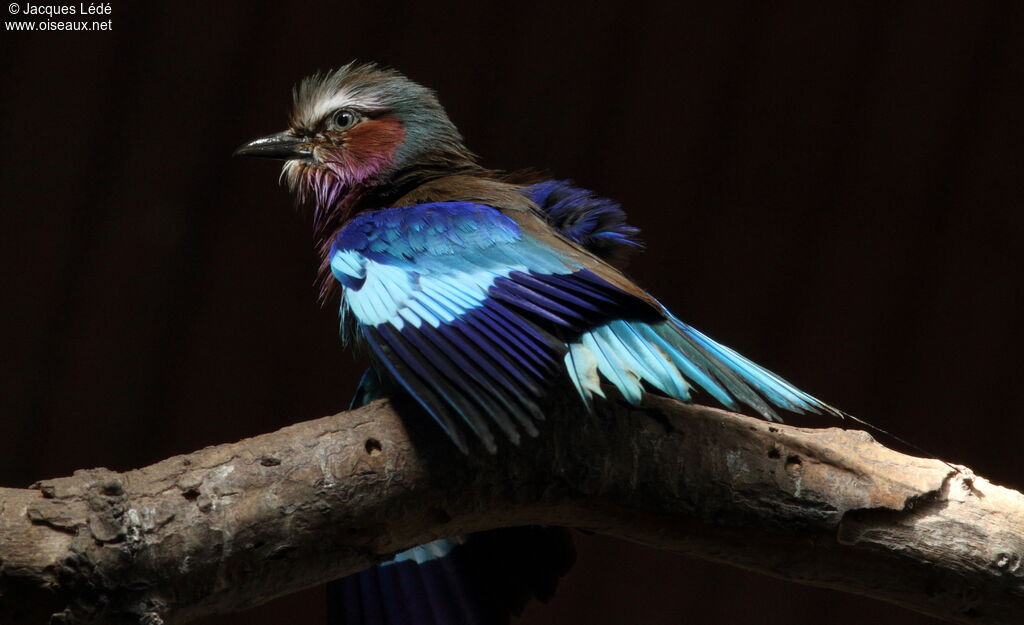 Lilac-breasted Roller