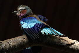 Lilac-breasted Roller