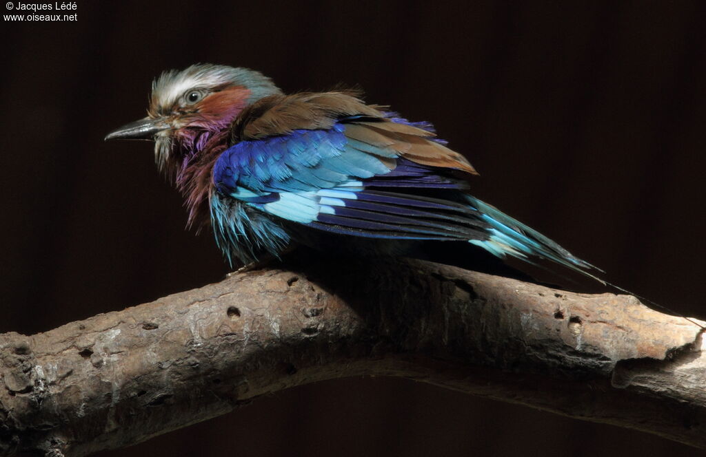 Lilac-breasted Roller