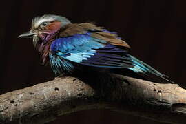 Lilac-breasted Roller