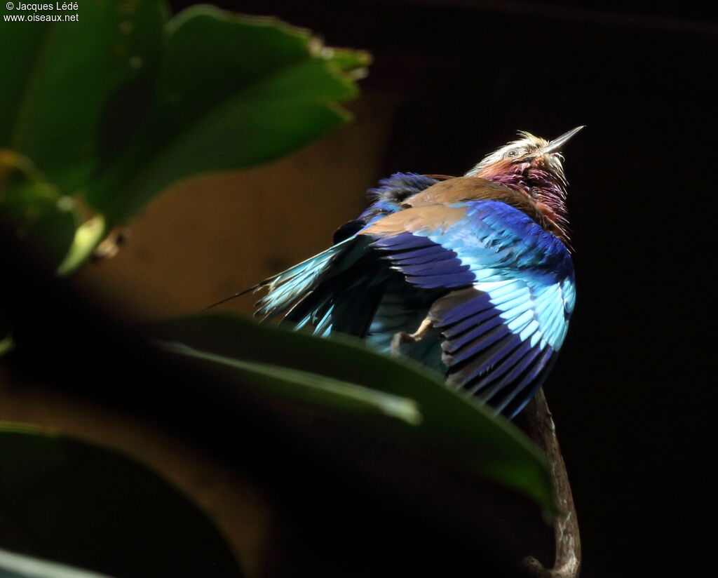 Lilac-breasted Roller