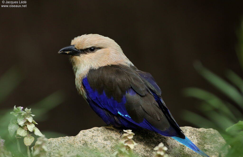 Blue-bellied Roller