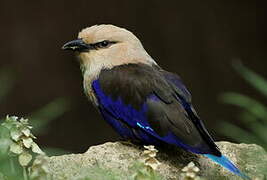 Blue-bellied Roller