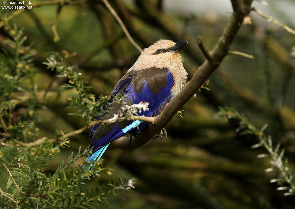 Blue-bellied Roller