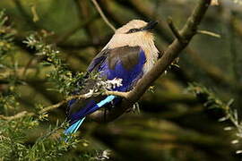 Blue-bellied Roller