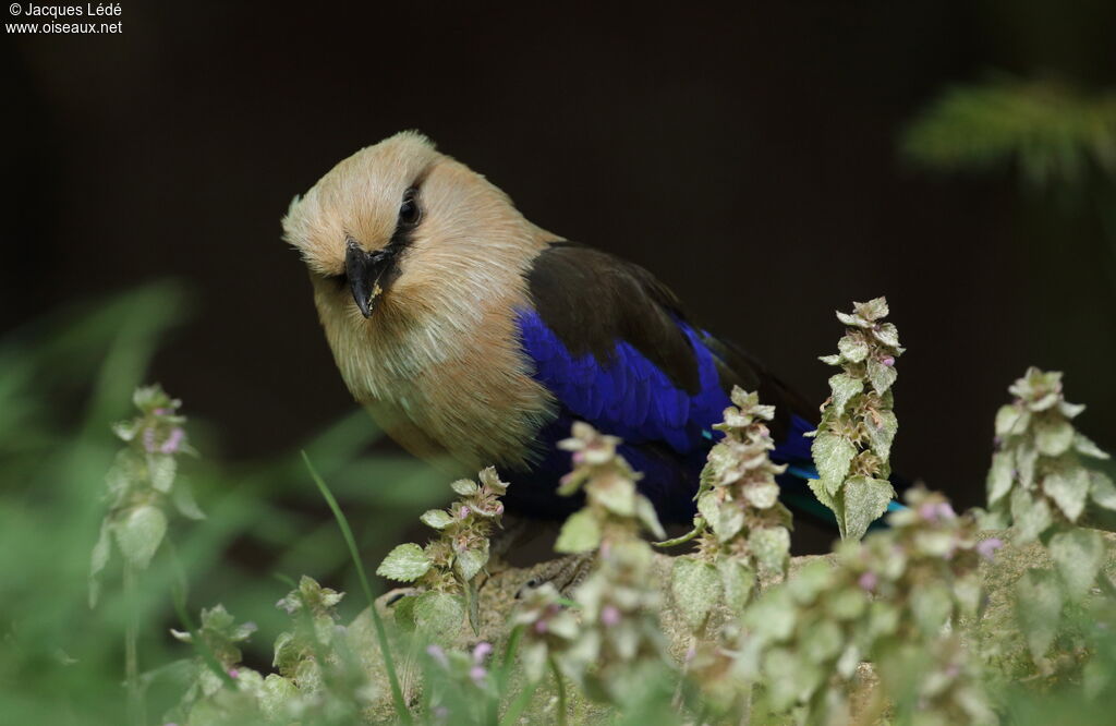 Blue-bellied Roller