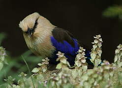 Blue-bellied Roller