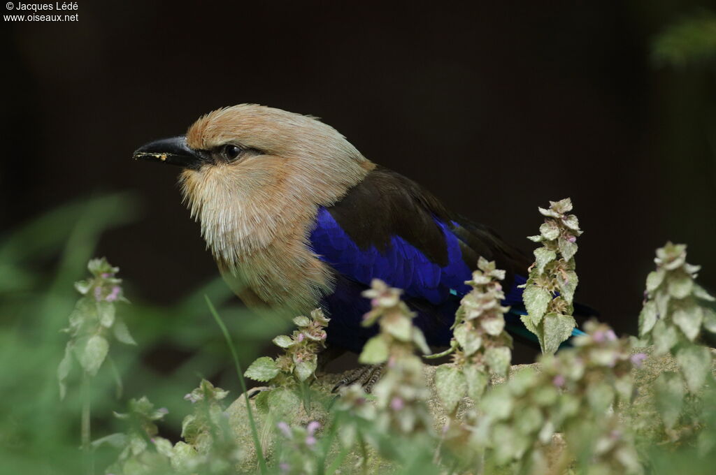 Blue-bellied Roller