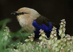 Blue-bellied Roller