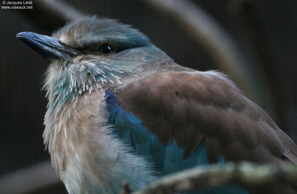 European Roller