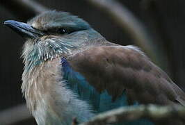 European Roller