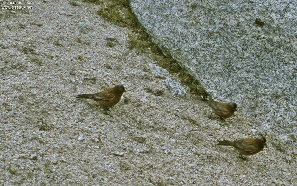 Grey-crowned Rosy Finch