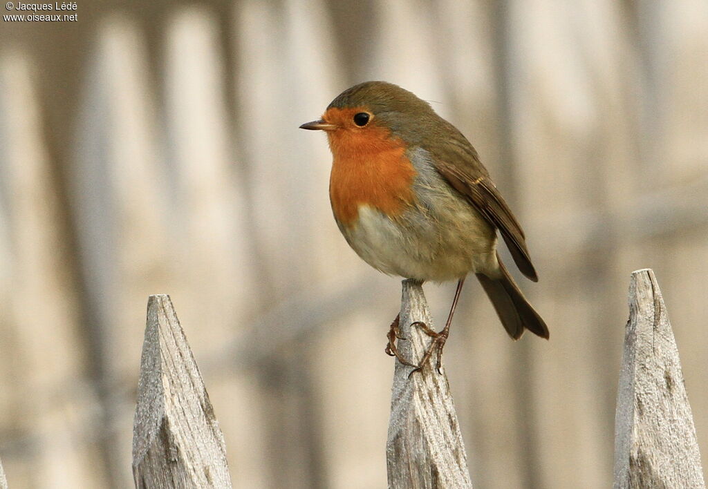 European Robin