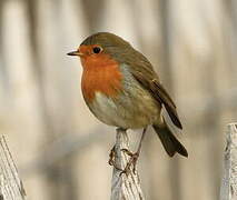 European Robin