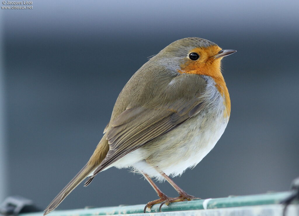 European Robin