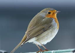 European Robin