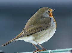 European Robin