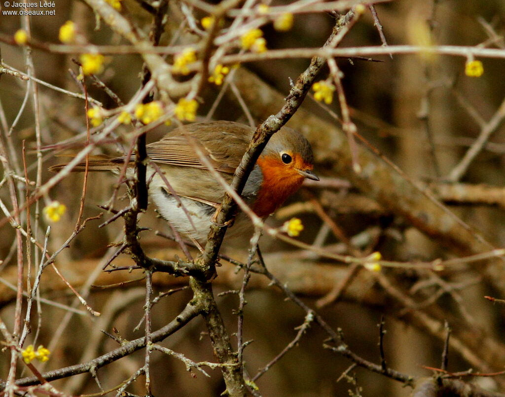 Rougegorge familier