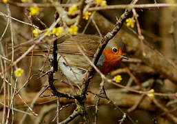 Rougegorge familier