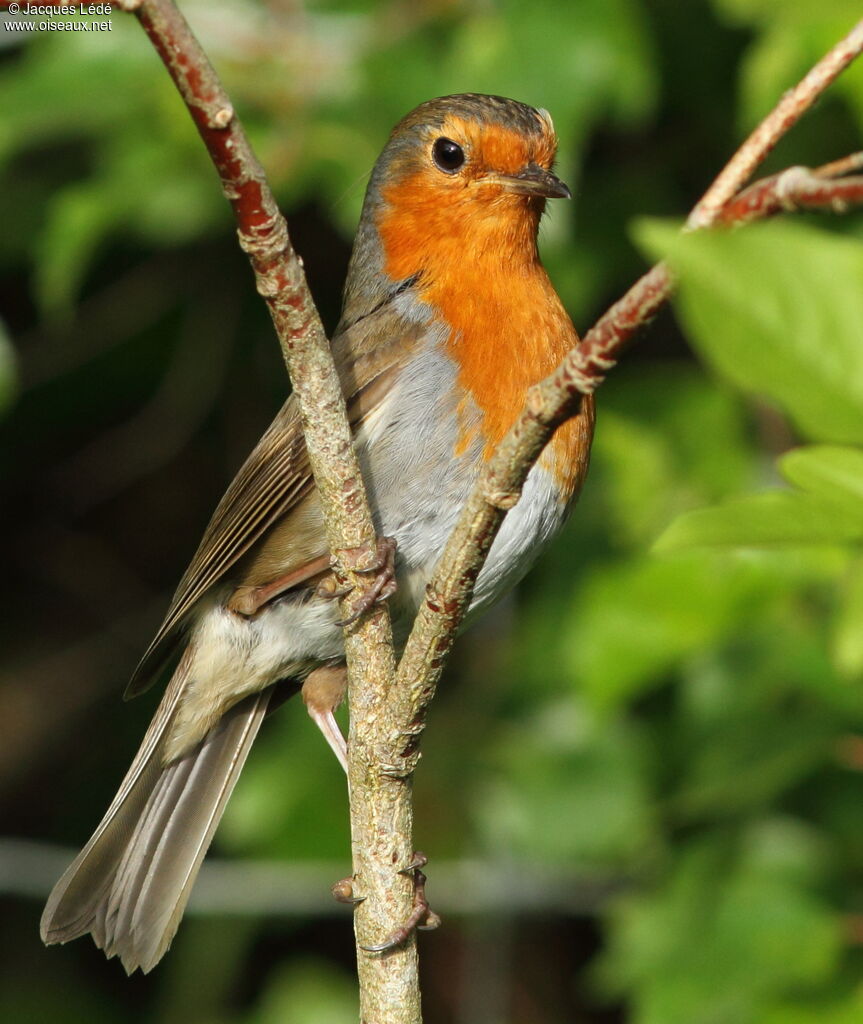 European Robin