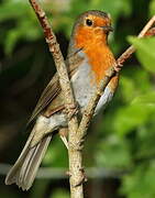 European Robin