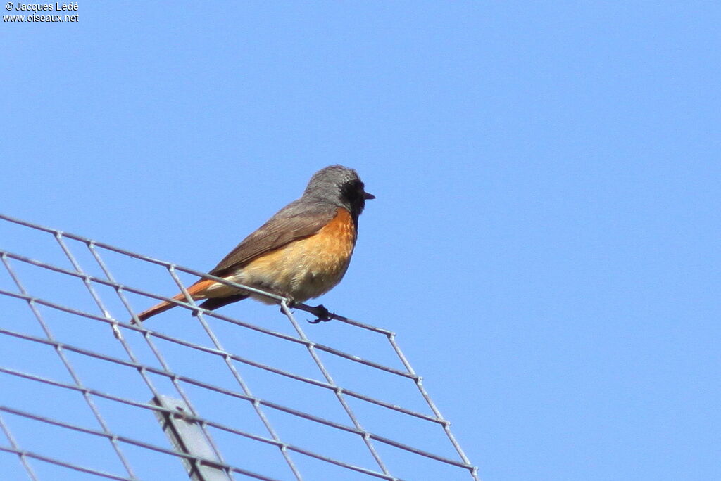 Common Redstart