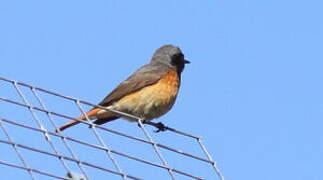 Common Redstart