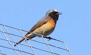 Common Redstart