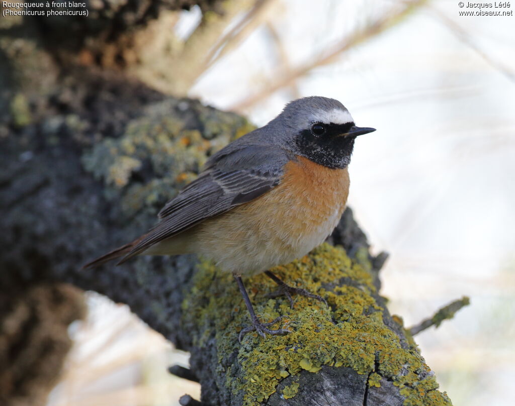 Common Redstart