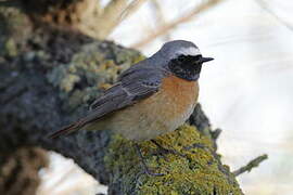 Common Redstart