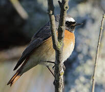 Common Redstart