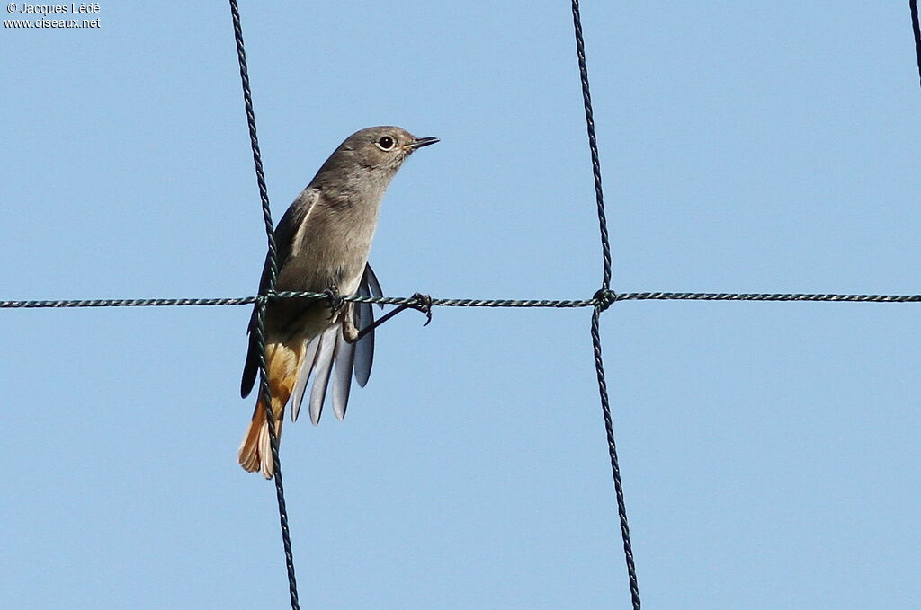 Black Redstart