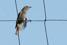 Black Redstart