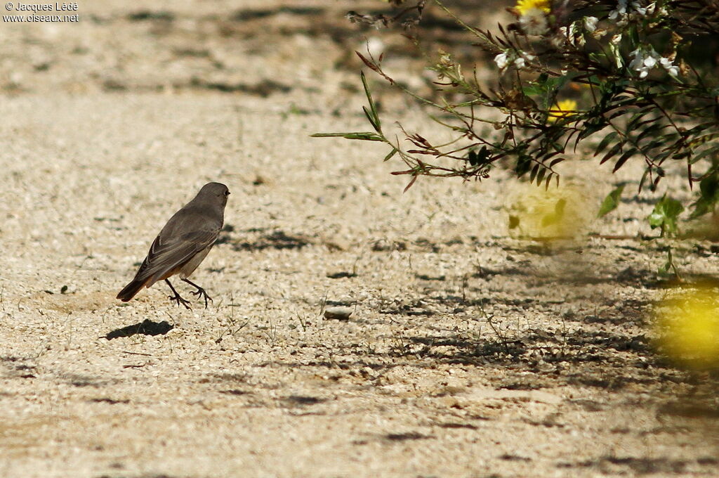 Black Redstart