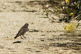 Black Redstart