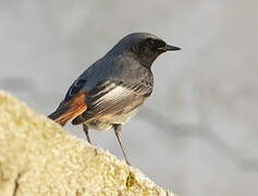 Black Redstart