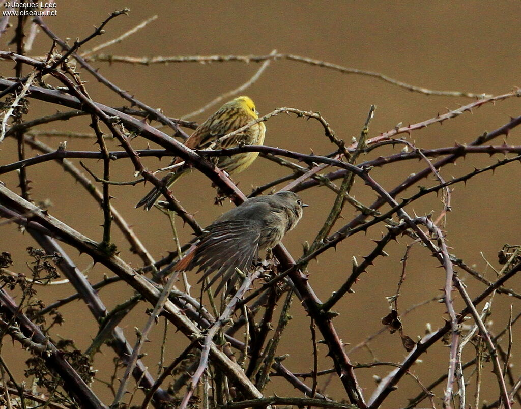 Black Redstart