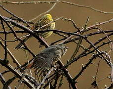 Black Redstart