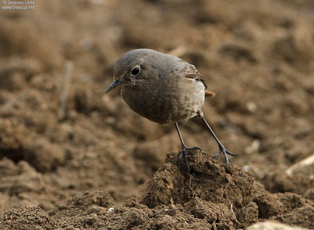 Black Redstart