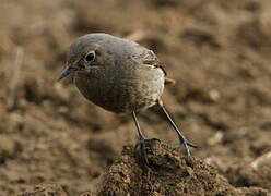 Black Redstart