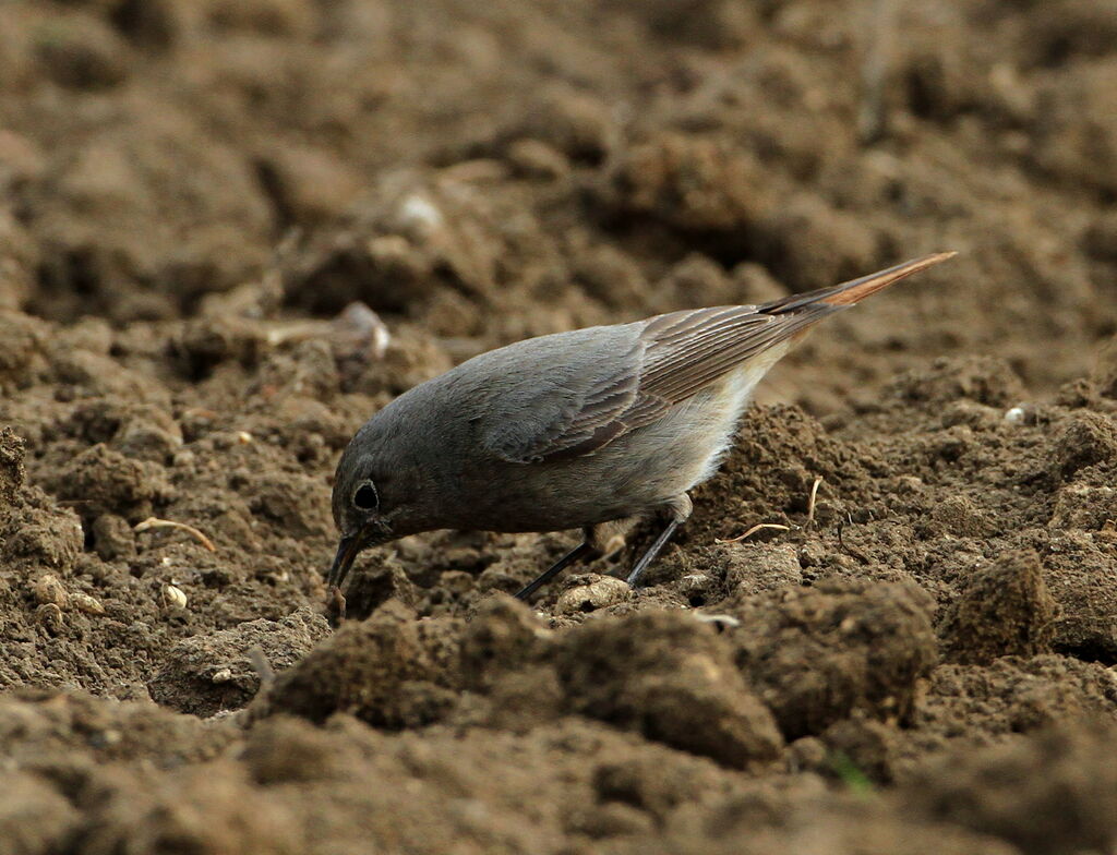 Black Redstart