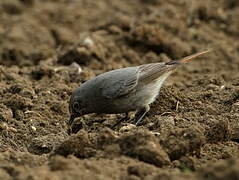 Black Redstart