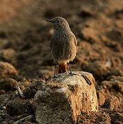 Black Redstart