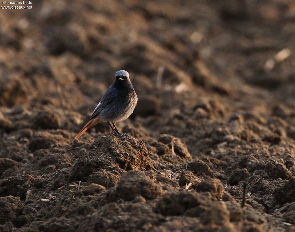 Black Redstart