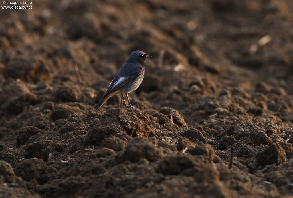 Black Redstart