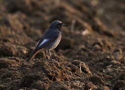 Black Redstart