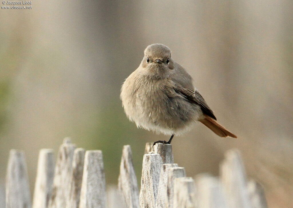 Black Redstart