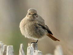 Black Redstart